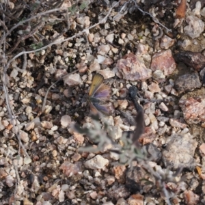 Hibbertia obtusifolia at Rendezvous Creek, ACT - 1 Sep 2022