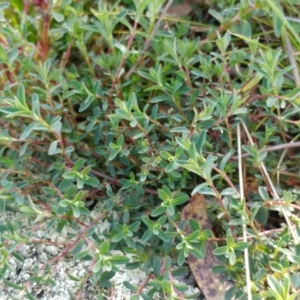 Hypericum perforatum at Molonglo Valley, ACT - 31 Aug 2022