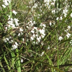 Cryptandra amara at Hawker, ACT - 3 Sep 2022 03:59 PM