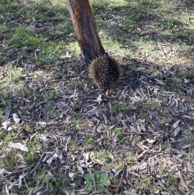 Tachyglossus aculeatus (Short-beaked Echidna) at Forde, ACT - 5 Sep 2022 by Jenny54