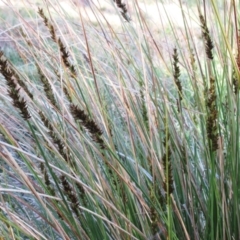 Carex appressa (Tall Sedge) at Hawker, ACT - 3 Sep 2022 by sangio7