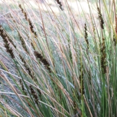 Carex appressa (Tall Sedge) at The Pinnacle - 3 Sep 2022 by sangio7