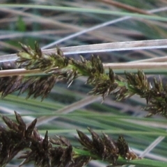 Carex appressa at Hawker, ACT - 3 Sep 2022 04:31 PM