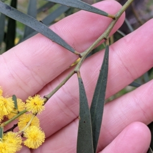 Acacia saligna at Galore, NSW - 24 Aug 2022