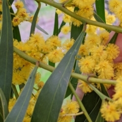 Acacia saligna at Galore, NSW - 24 Aug 2022