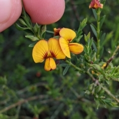 Unidentified Pea at Galore, NSW - 24 Aug 2022 by Darcy