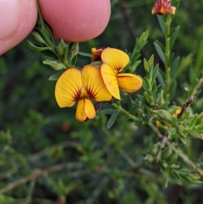 Unidentified Pea at Galore, NSW - 24 Aug 2022 by Darcy