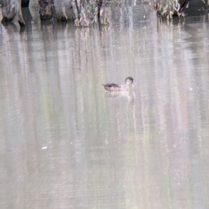 Anas gracilis at Yanga, NSW - 25 Aug 2022