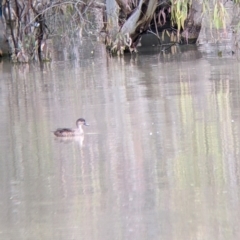 Anas gracilis at Yanga, NSW - 25 Aug 2022