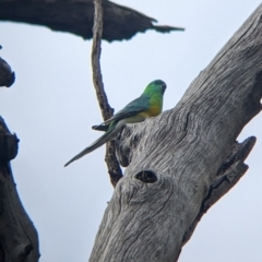 Psephotus haematonotus (Red-rumped Parrot) at Yanga, NSW - 25 Aug 2022 by Darcy