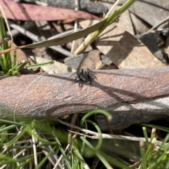 Jotus auripes at Hackett, ACT - 5 Sep 2022 12:57 PM