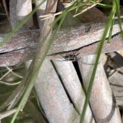 Jotus auripes at Hackett, ACT - 5 Sep 2022 12:57 PM