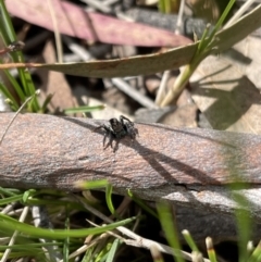 Jotus auripes at Hackett, ACT - 5 Sep 2022 12:57 PM