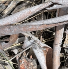 Jotus auripes at Hackett, ACT - 5 Sep 2022 12:57 PM