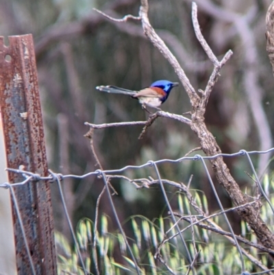 Malurus assimilis (Purple-backed Fairywren) at Yanga, NSW - 25 Aug 2022 by Darcy