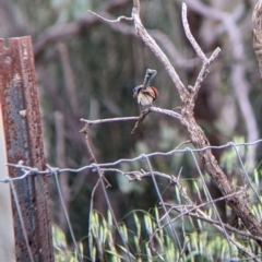 Malurus assimilis at Yanga, NSW - 25 Aug 2022