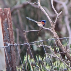 Malurus assimilis at Yanga, NSW - 25 Aug 2022