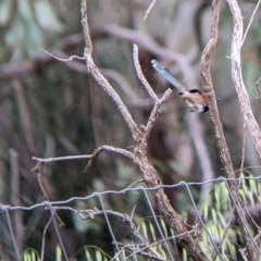 Malurus assimilis at Yanga, NSW - 25 Aug 2022