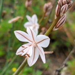 Asphodelus fistulosus (Onion Weed) at Yanga, NSW - 25 Aug 2022 by Darcy