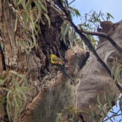 Polytelis anthopeplus monarchoides (Regent Parrot) at Euston, NSW - 25 Aug 2022 by Darcy