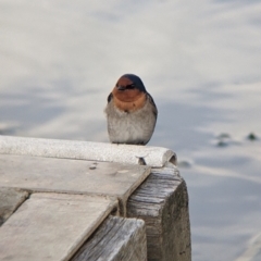 Hirundo neoxena (Welcome Swallow) at Euston, NSW - 25 Aug 2022 by Darcy