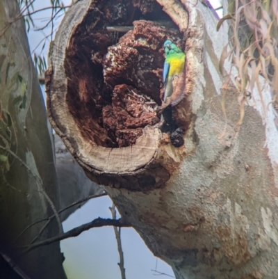 Psephotus haematonotus (Red-rumped Parrot) at Euston, NSW - 25 Aug 2022 by Darcy