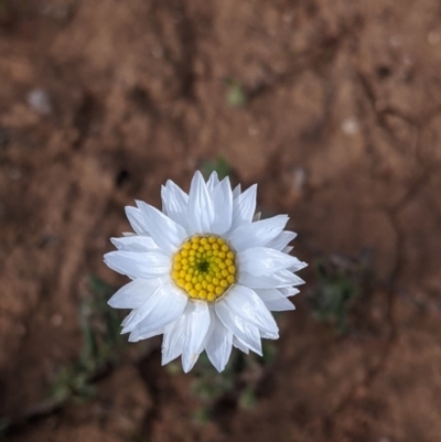 Helichrysum leucopsideum (Satin Everlasting) at Mallee, NSW - 25 Aug 2022 by Darcy