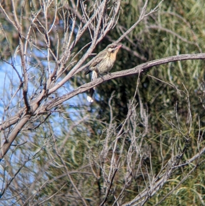 Acanthagenys rufogularis (Spiny-cheeked Honeyeater) at Wentworth, NSW - 25 Aug 2022 by Darcy