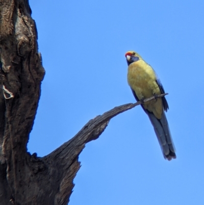 Platycercus elegans flaveolus (Yellow Rosella) at Wentworth, NSW - 26 Aug 2022 by Darcy