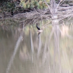 Phalacrocorax sulcirostris (Little Black Cormorant) at Anabranch South, NSW - 26 Aug 2022 by Darcy