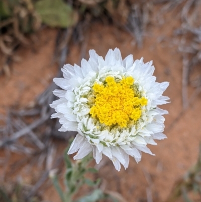 Polycalymma stuartii (Poached Egg Daisy) at Broken Hill, NSW - 26 Aug 2022 by Darcy