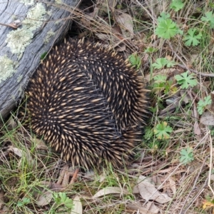 Tachyglossus aculeatus at Isaacs, ACT - 5 Sep 2022