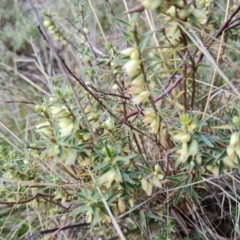 Melichrus urceolatus (Urn Heath) at Isaacs Ridge - 5 Sep 2022 by Mike