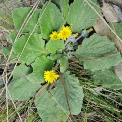 Cymbonotus sp. (preissianus or lawsonianus) (Bears Ears) at Isaacs Ridge - 5 Sep 2022 by Mike