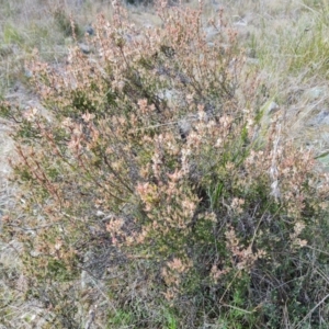 Brachyloma daphnoides at Isaacs, ACT - 5 Sep 2022