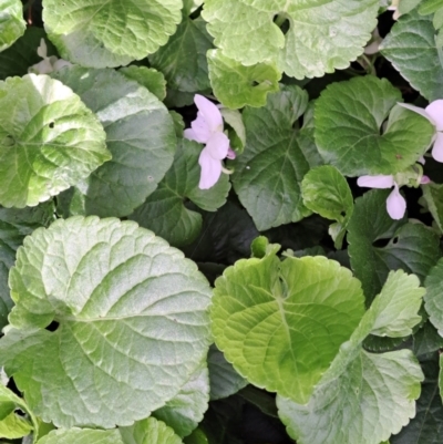 Viola odorata (Sweet Violet, Common Violet) at Watson, ACT - 5 Sep 2022 by abread111