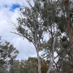 Eucalyptus blakelyi (Blakely's Red Gum) at Watson, ACT - 5 Sep 2022 by abread111