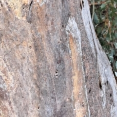 Eucalyptus blakelyi at Mount Majura - 5 Sep 2022 10:41 AM