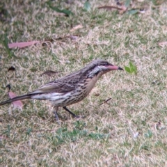Acanthagenys rufogularis (Spiny-cheeked Honeyeater) at Broken Hill, NSW - 27 Aug 2022 by Darcy