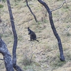 Wallabia bicolor (Swamp Wallaby) at Isaacs Ridge - 5 Sep 2022 by Mike
