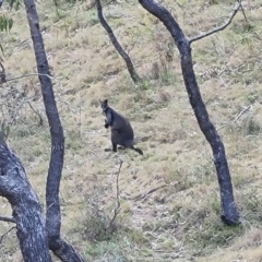 Wallabia bicolor (Swamp Wallaby) at Isaacs, ACT - 5 Sep 2022 by Mike