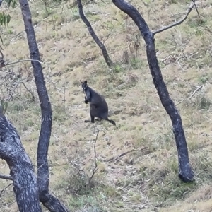 Wallabia bicolor at Isaacs, ACT - 5 Sep 2022