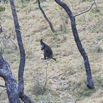 Wallabia bicolor (Swamp Wallaby) at Isaacs, ACT - 5 Sep 2022 by Mike