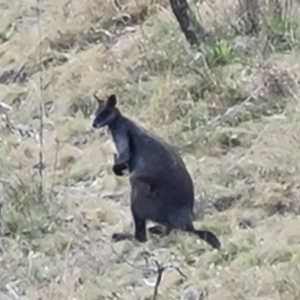 Wallabia bicolor at Isaacs, ACT - 5 Sep 2022