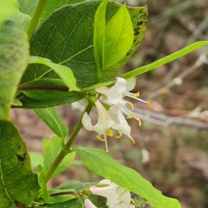 Lonicera fragrantissima at Isaacs, ACT - 5 Sep 2022