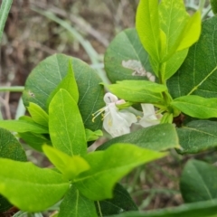 Lonicera fragrantissima at Isaacs, ACT - 5 Sep 2022