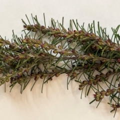 Bertya rosmarinifolia (Rosemary Bertya) at Strathnairn, ACT - 5 Sep 2022 by Ange
