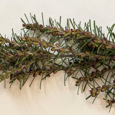 Bertya rosmarinifolia (Rosemary Bertya) at Woodstock Nature Reserve - 5 Sep 2022 by Ange