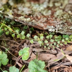 Asplenium flabellifolium (Necklace Fern) at Isaacs, ACT - 5 Sep 2022 by Mike