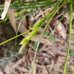 Carex breviculmis (Short-Stem Sedge) at Isaacs, ACT - 5 Sep 2022 by Mike